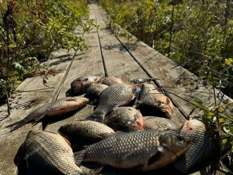 дом на улице Приозёрная село Нестиары