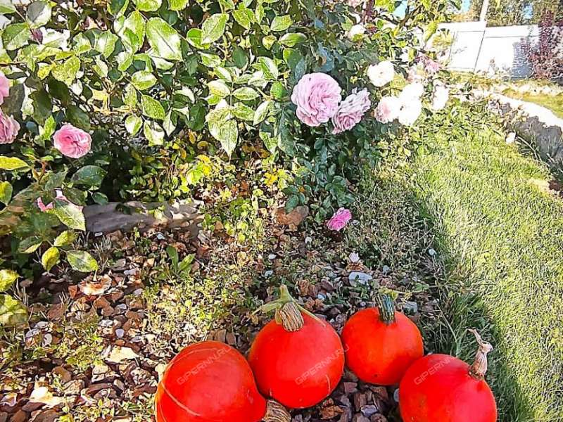 коттедж на КП Троца деревня Перехваткино, Кузнецовский сельсовет