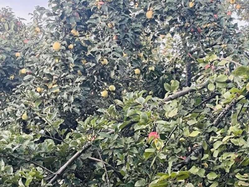 дача на СНТ Надежда