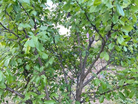 dacha-rabochiy-poselok-gidrotorf-balahninskiy-municipalnyy-okrug фото