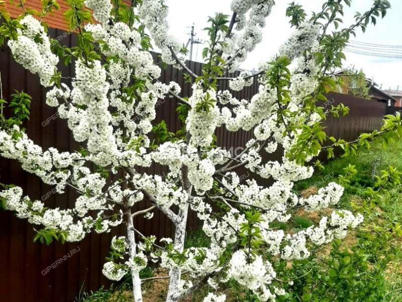 дом на улице 1-я Южная деревня Черемисское