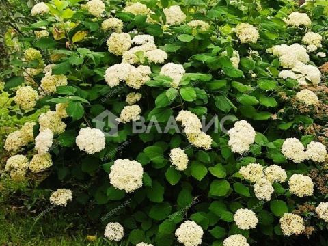 dom-selo-vazyanka-spasskiy-rayon фото