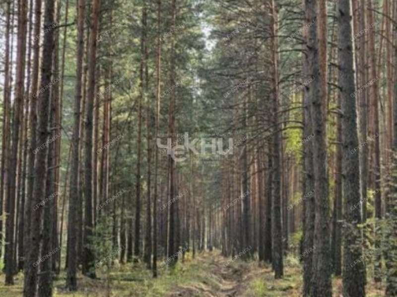 земельный участок 25 соток Центральная улица село Наумовка