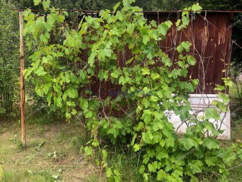 dacha-leninec-8-derevnya-hmelevaya-polyana-ter-snt-dalnekonstantinovskiy-rayon фото