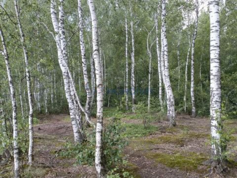 poselok-zheleznodorozhnyy-gorodskoy-okrug-bor фото