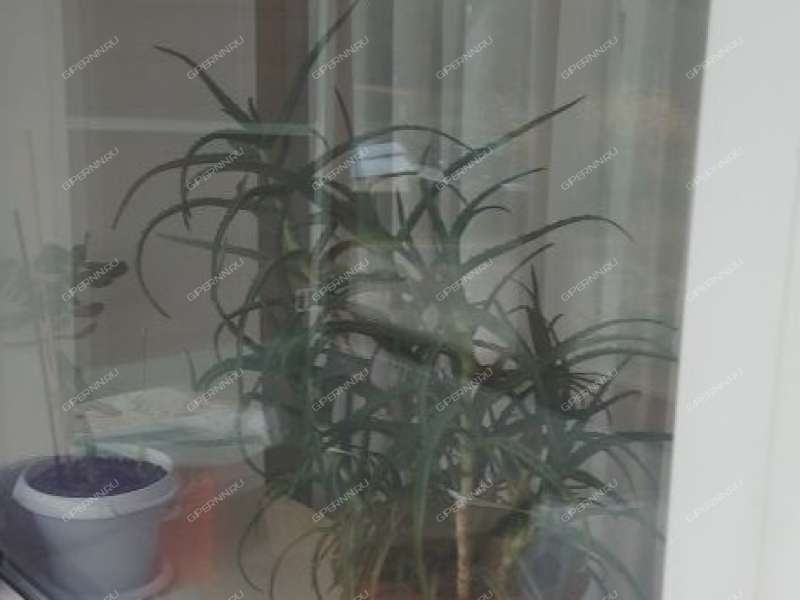 двухкомнатная квартира на Новой улице дом 8 посёлок Мулино