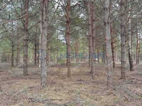 ivanovskoe-sloboda-gorodskoy-okrug-bor фото